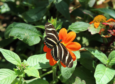 florida museum of natural history gainesville